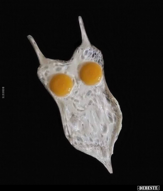  - Lustige Bilder | DEBESTE.de