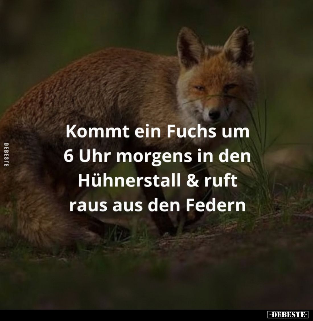 Kommt ein Fuchs um 6 Uhr morgens in den Hühnerstall & ruft.. - Lustige Bilder | DEBESTE.de