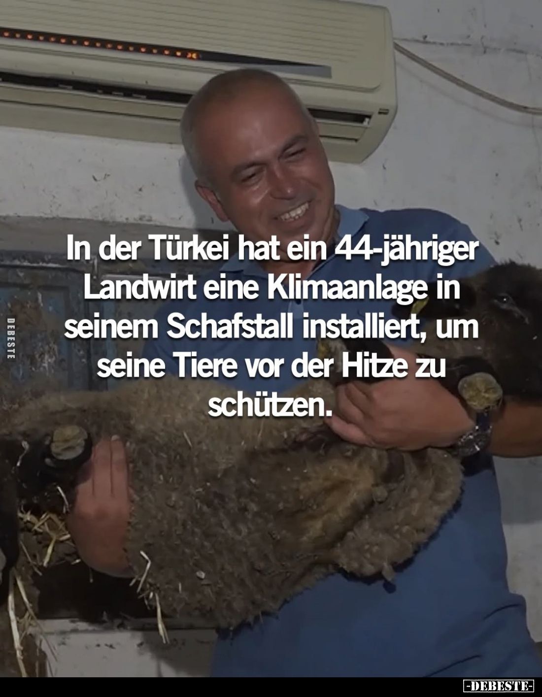 In der Türkei hat ein 44-jähriger Landwirt eine Klimaanlage in seinem Schafstall installiert, um seine Tiere vor der Hitze zu...