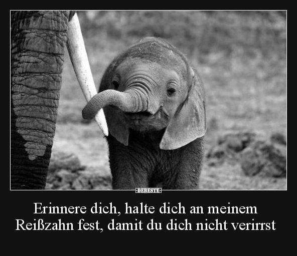 Erinnere dich, halte dich an meinem Reißzahn fest, damit.. - Lustige Bilder | DEBESTE.de