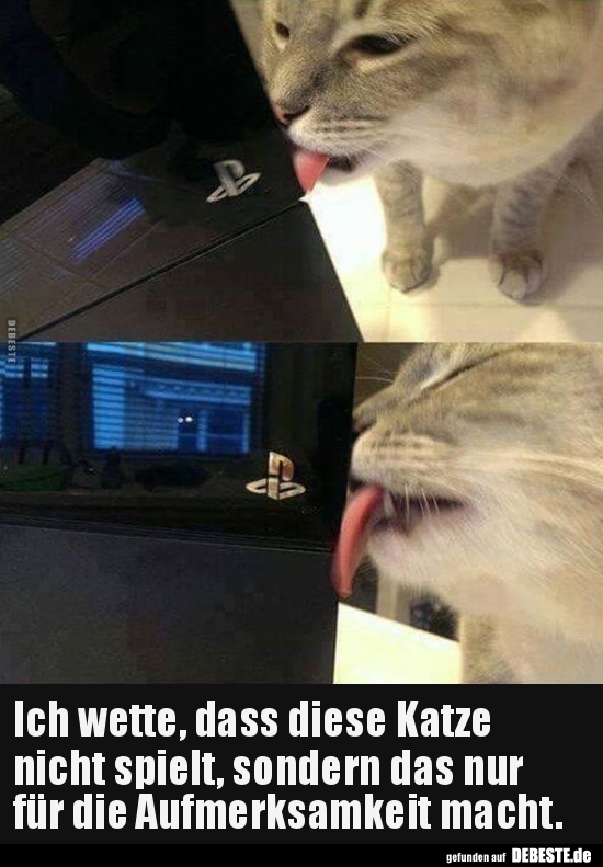 Ich wette, dass diese Katze nicht spielt, sondern das nur..