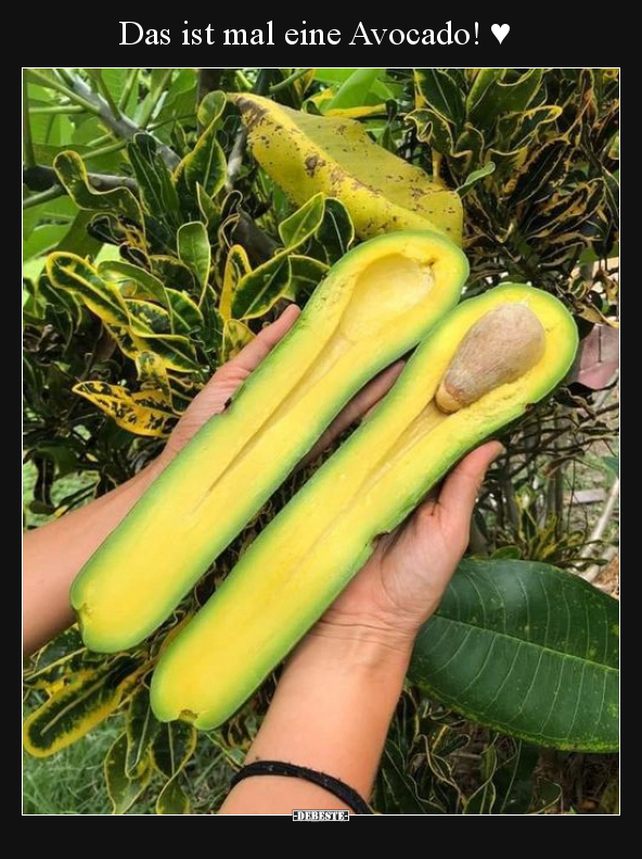 Das ist mal eine Avocado! ♥..