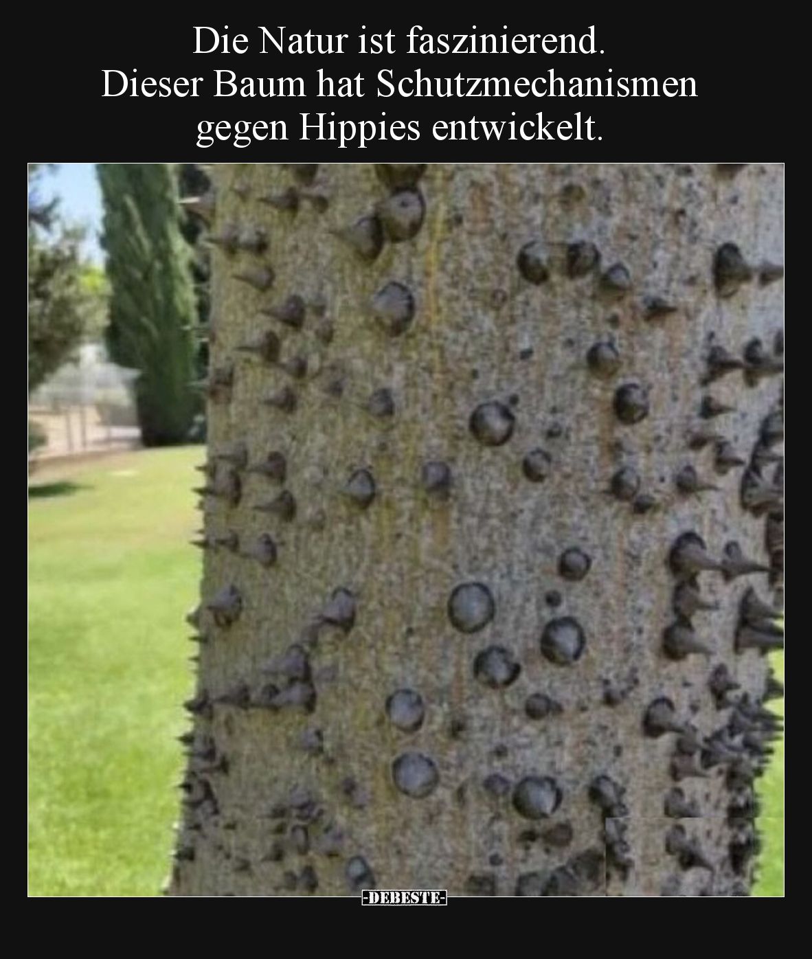 Die Natur ist faszinierend. 
Dieser Baum hat Schutzmechanismen 
gegen Hippies entwickelt.