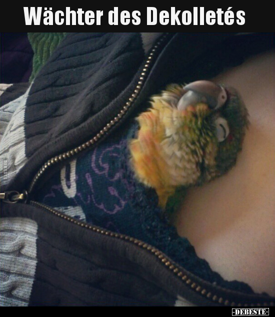 Wächter des Dekolletés..