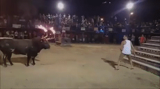 Fordere einen Stier heraus, was könnte schon schief gehen..