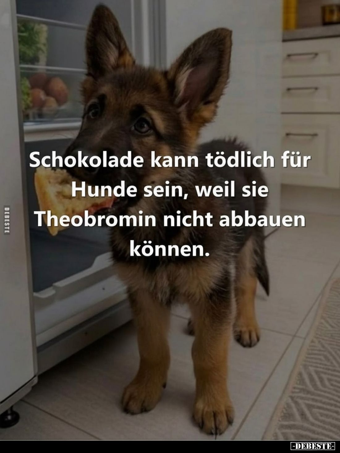 Schokolade kann tödlich für Hunde sein, weil sie Theobromin nicht abbauen können.