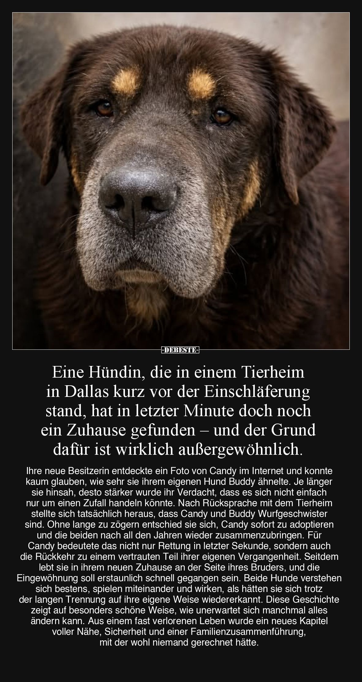 Eine Hündin, die in einem Tierheim... - Lustige Bilder | DEBESTE.de