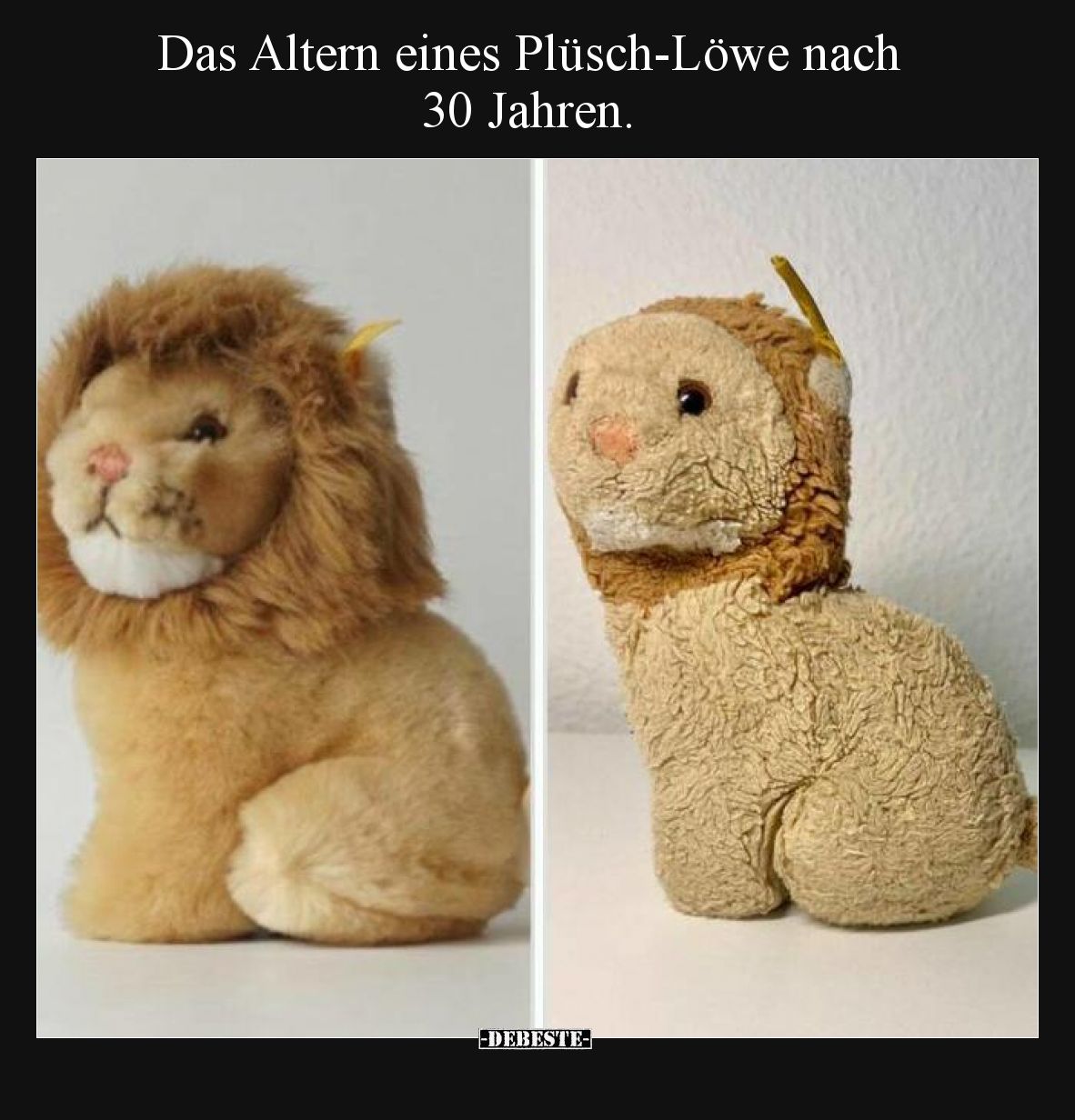Das Altern eines Plüsch-Löwe nach 30 Jahren.