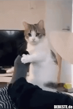 Wenn Essenszeit ist, aber die Schüssel noch leer ist..