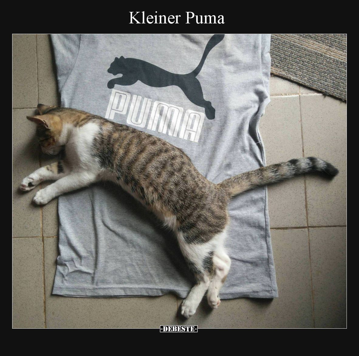 Kleiner Puma