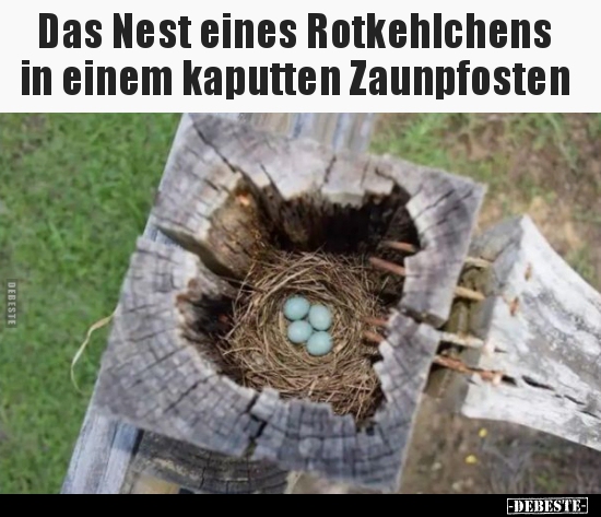 Das Nest eines Rotkehlchens in einem kaputten.. - Lustige Bilder | DEBESTE.de