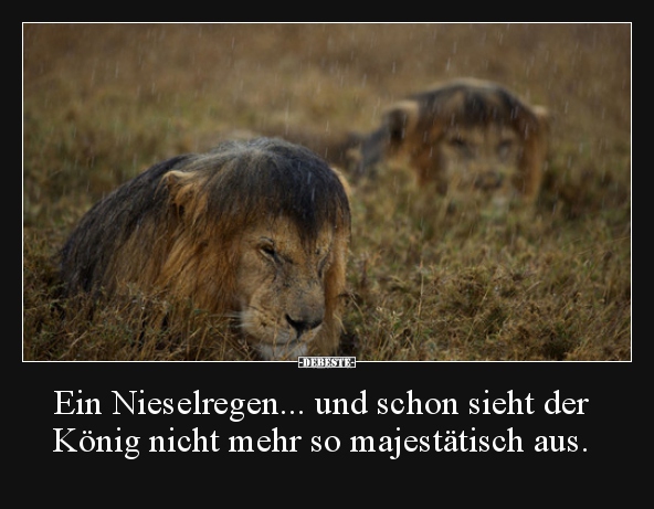 Ein Nieselregen... und schon sieht der König nicht mehr so.. - Lustige Bilder | DEBESTE.de