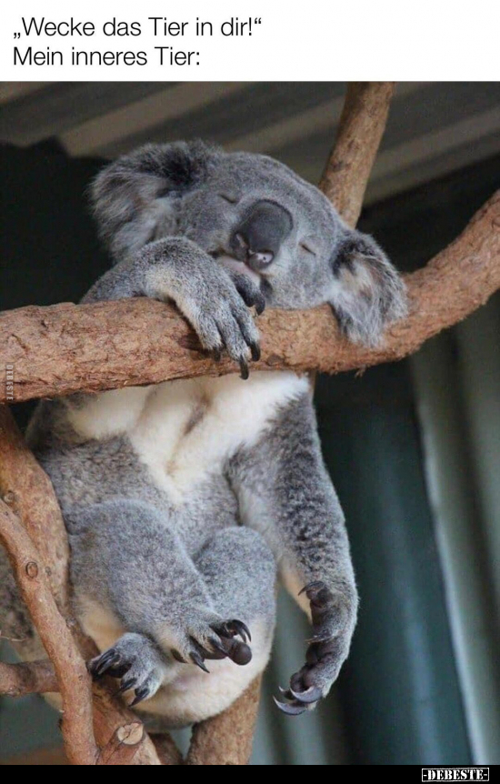 "Wecke das Tier in dir!" Mein inneres Tier: