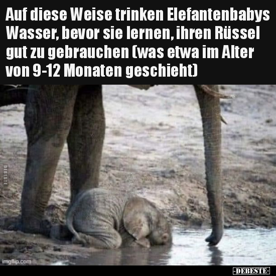 Auf diese Weise trinken Elefantenbabys Wasser, bevor sie.. - Lustige Bilder | DEBESTE.de