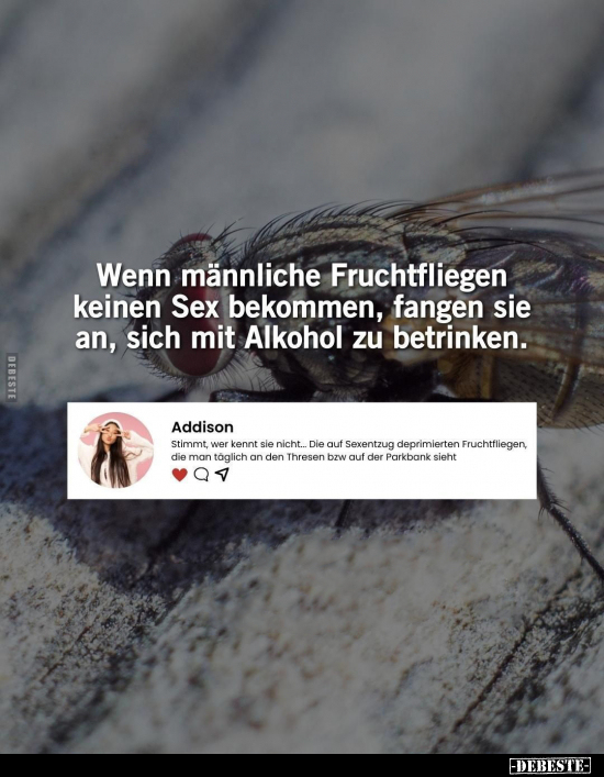 Wenn männliche Fruchtfliegen keinen S*ex bekommen.. - Lustige Bilder | DEBESTE.de
