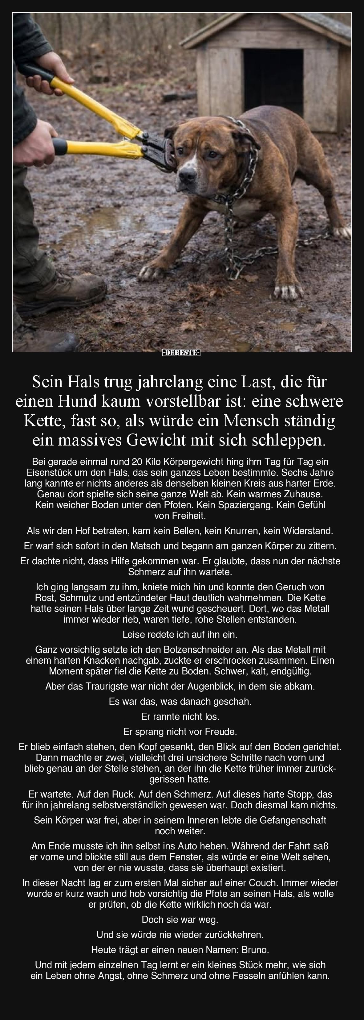 Sein Hals trug jahrelang eine Last, die für einen Hund.. - Lustige Bilder | DEBESTE.de