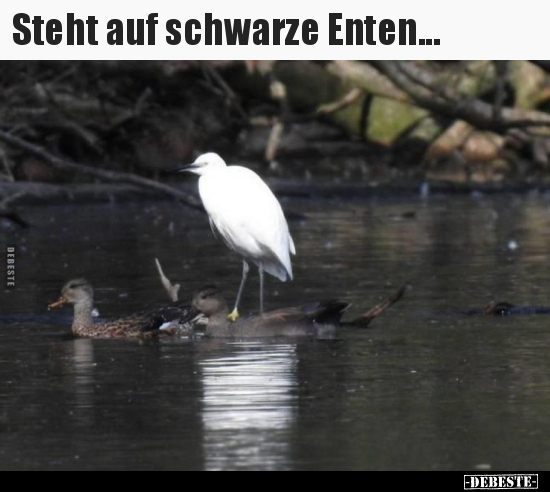 Steht auf schwarze Enten...
