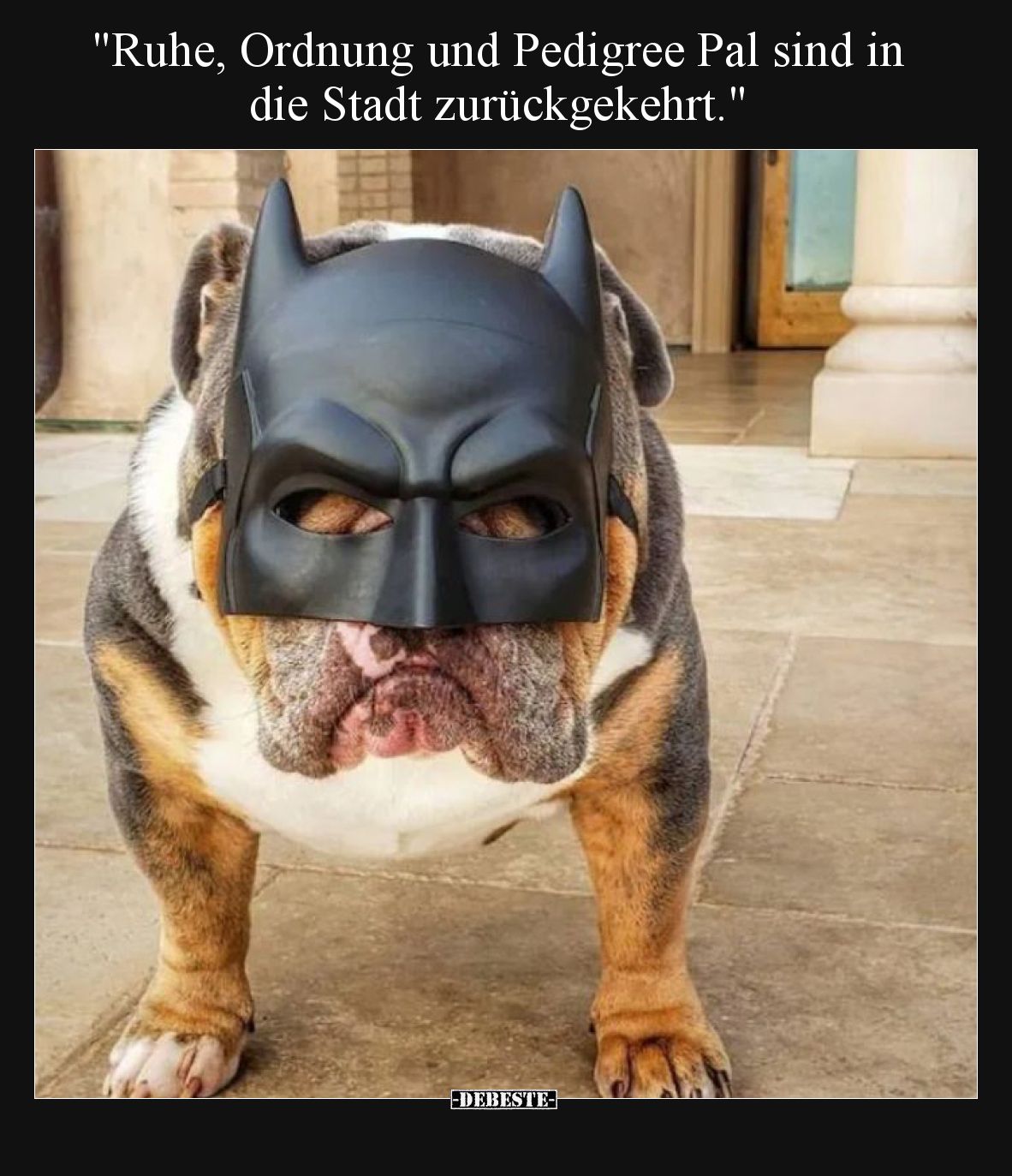 "Ruhe, Ordnung und Pedigree Pal sind in die Stadt.." - Lustige Bilder | DEBESTE.de