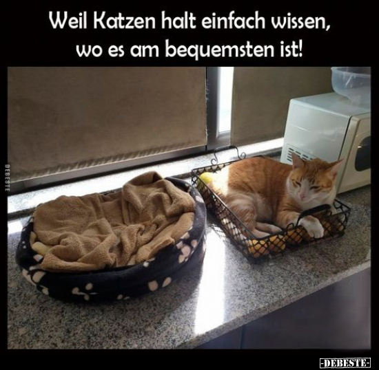 Weil Katzen halt einfach wissen, wo es am bequemsten.. - Lustige Bilder | DEBESTE.de