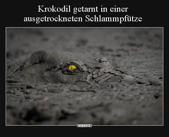 Krokodil getarnt in einer ausgetrockneten.. - Lustige Bilder | DEBESTE.de