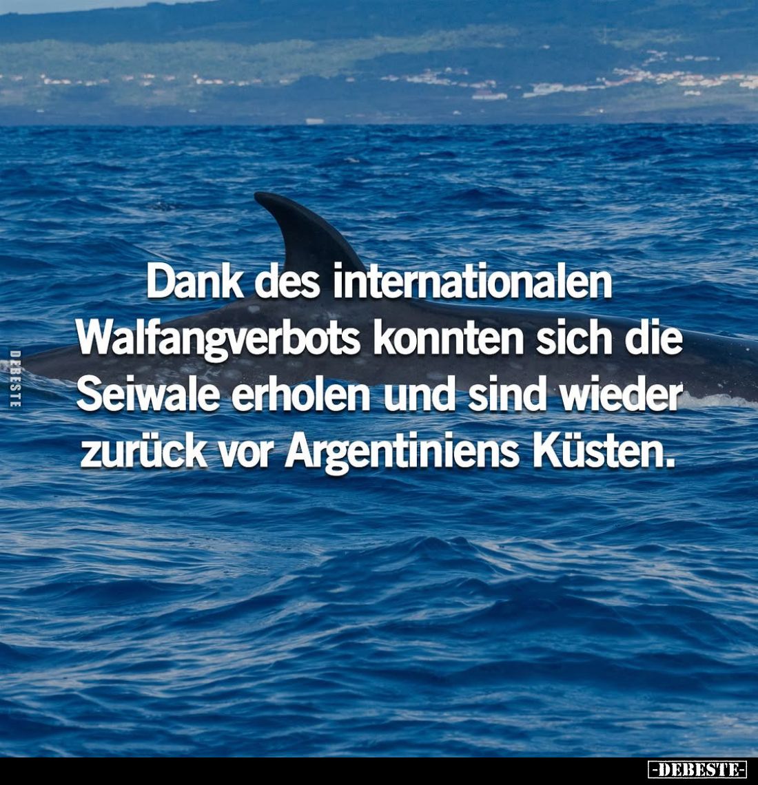 Dank des internationalen Walfangverbots konnten sich die Seiwale erholen und sind wieder zurück vor Argentiniens Küsten.