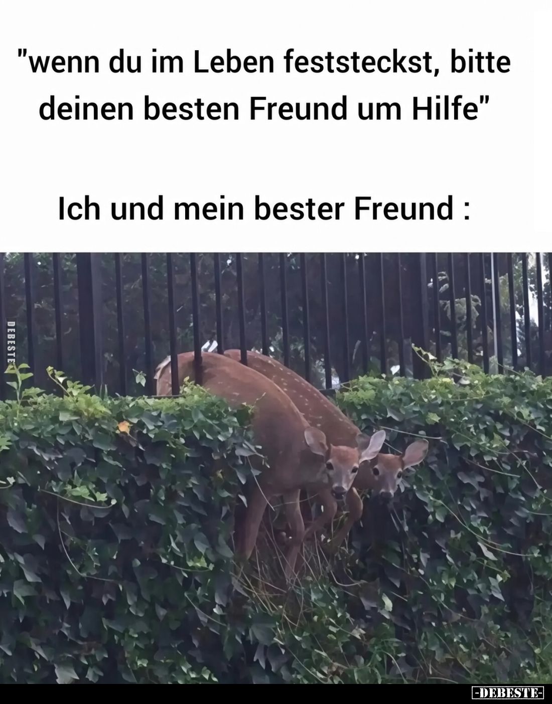 Wenn du im Leben feststeckst, bitte deinen besten Freund um Hilfe. -
Ich und mein bester Freund: