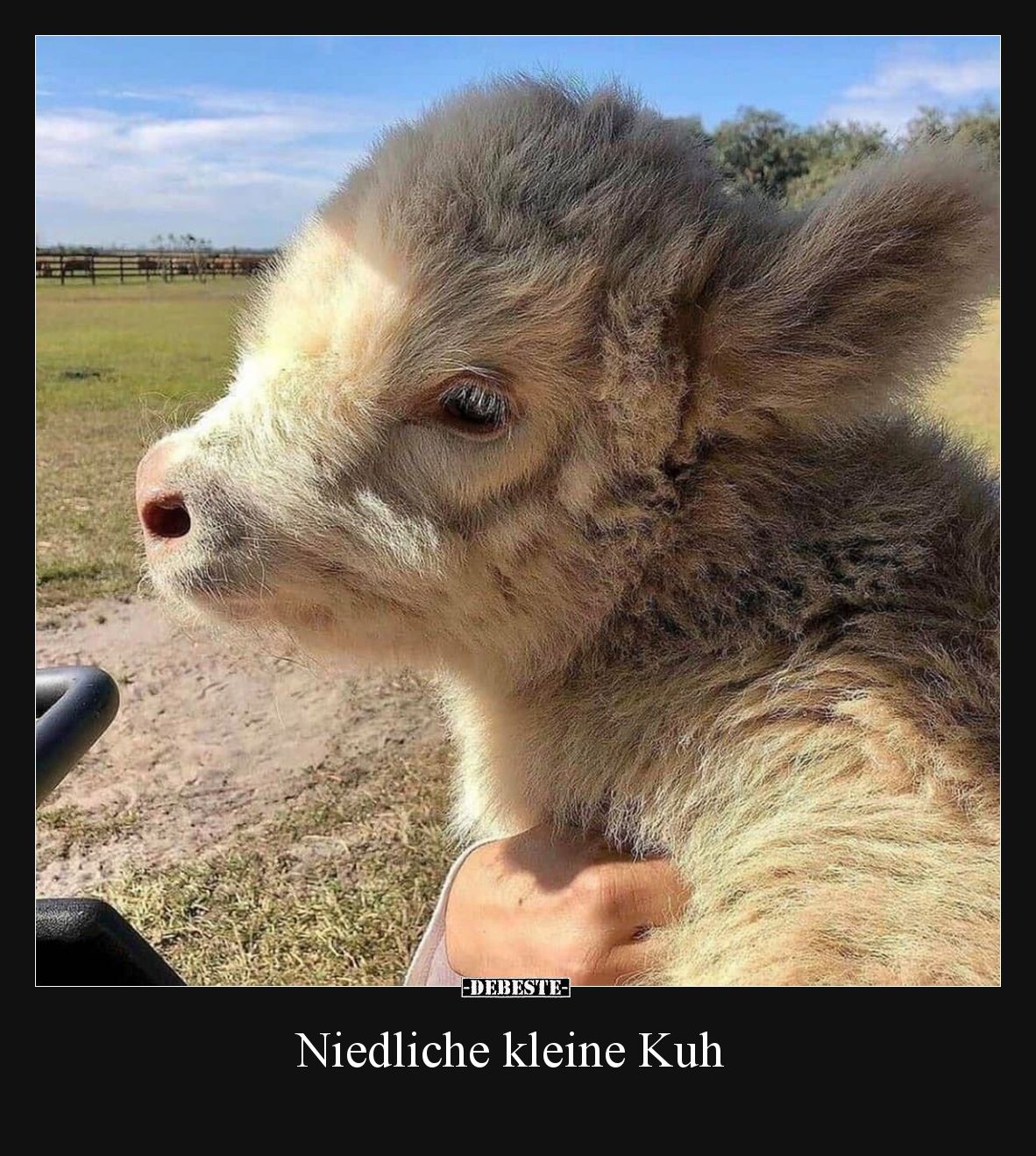 Niedliche kleine Kuh.. - Lustige Bilder | DEBESTE.de