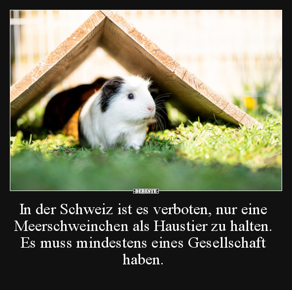 In der Schweiz ist es verboten, nur eine Meerschweinchen.. - Lustige Bilder | DEBESTE.de