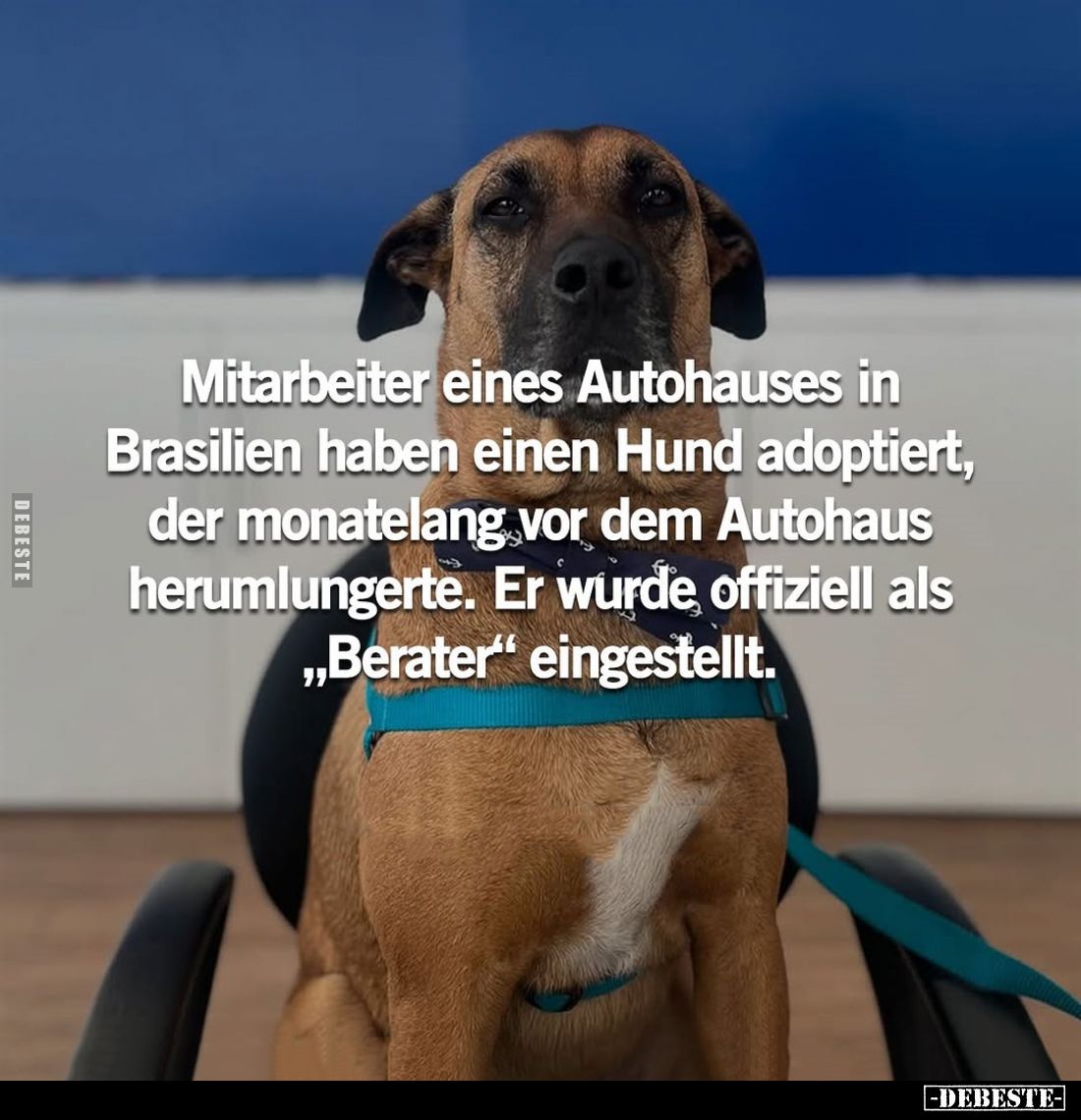 Mitarbeiter eines Autohauses in Brasilien haben einen Hund adoptiert, der monatelang vor dem Autohaus herumlungerte.
Er wurd...