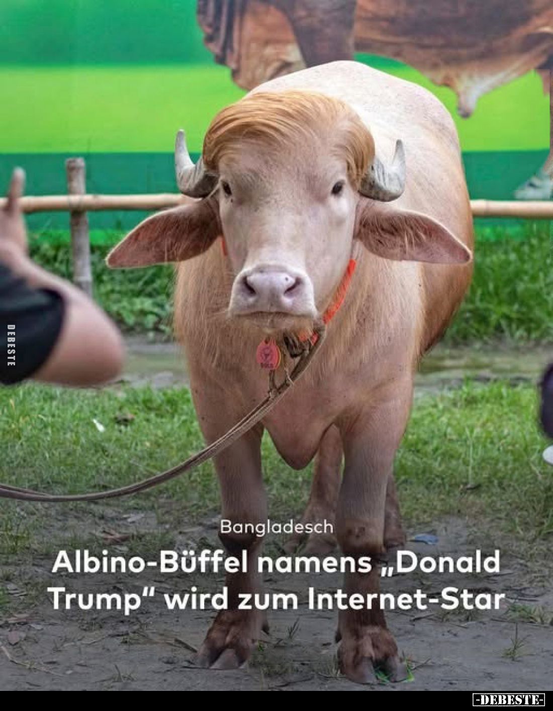 Bangladesch
-
Albino-Büffel namens „Donald Trump" wird zum Internet-Star
