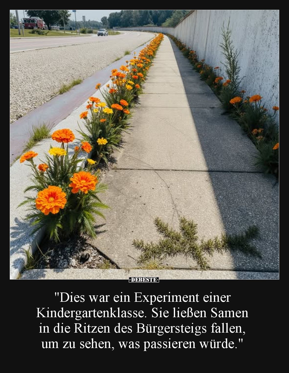 "Dies war ein Experiment einer Kindergartenklasse. Sie ließen Samen in die Ritzen des Bürgersteigs fallen, um zu sehen, ...