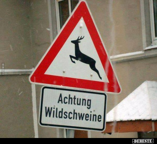 Achtung Wildschweine.. - Lustige Bilder | DEBESTE.de