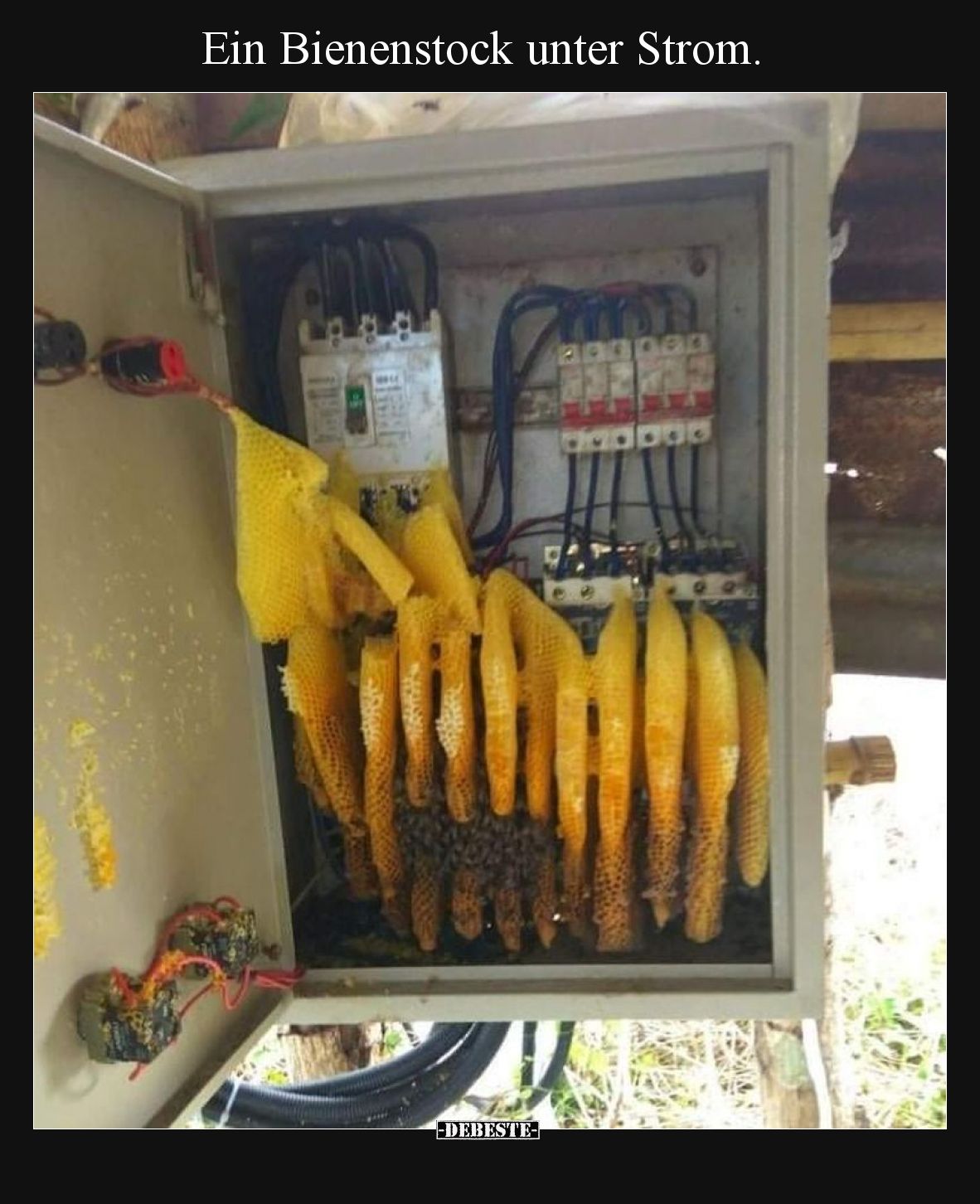 Ein Bienenstock unter Strom... - Lustige Bilder | DEBESTE.de