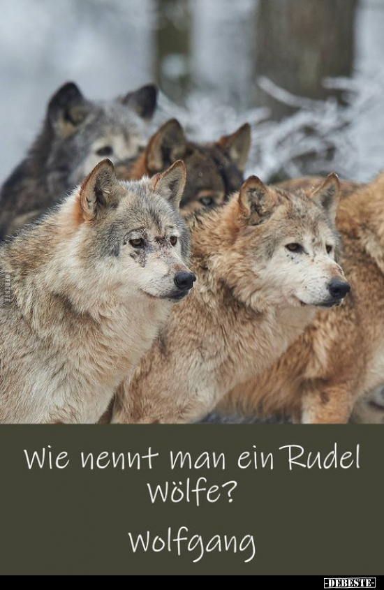 Wie nennt man ein Rudel Wölfe?.. - Lustige Bilder | DEBESTE.de