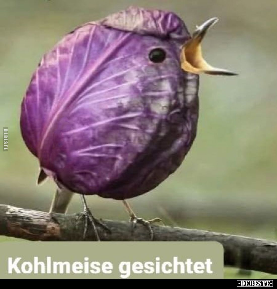 Kohlmeise gesichtet.