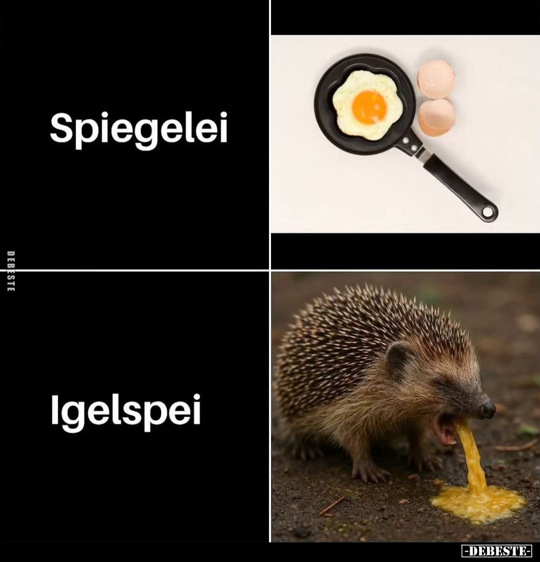 Spiegelei vs
Igelspei.