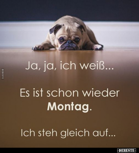 Ja, ja, Ich weiß... Es ist schon wieder Montag... - Lustige Bilder | DEBESTE.de