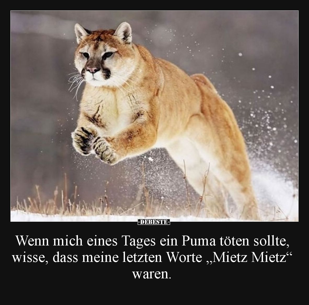 Wenn mich eines Tages ein Puma töten sollte, wisse, dass.. - Lustige Bilder | DEBESTE.de