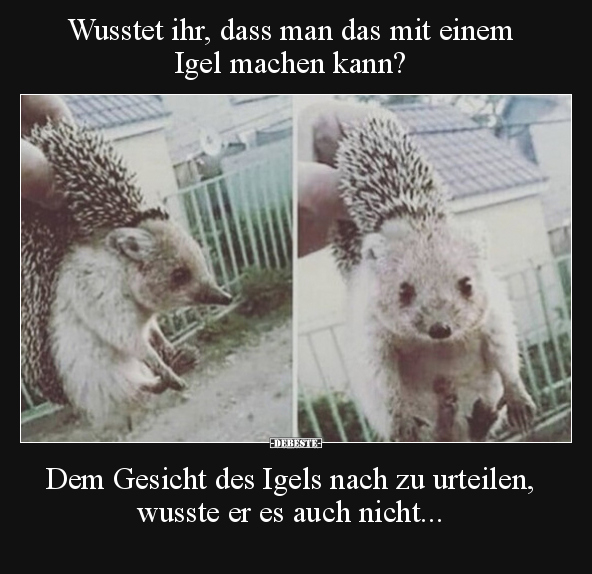 Wusstet ihr, dass man das mit einem Igel machen kann?.. - Lustige Bilder | DEBESTE.de