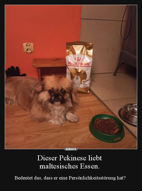 Dieser Pekinese liebt maltesisches Essen...