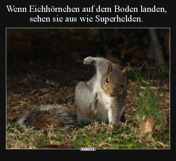 Wenn Eichhörnchen auf dem Boden landen.. - Lustige Bilder | DEBESTE.de