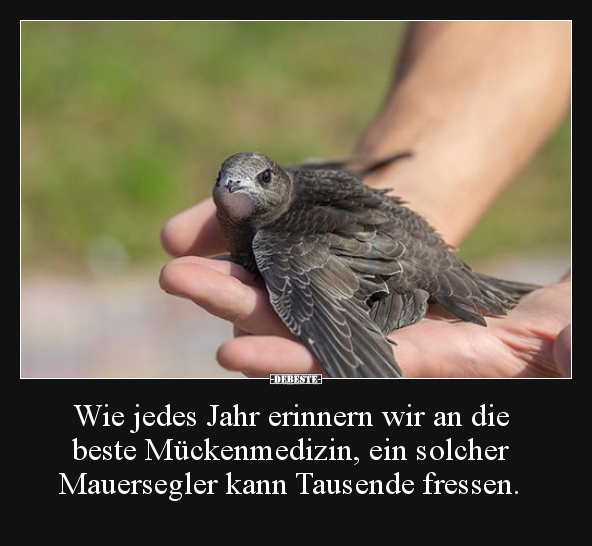 Wie jedes Jahr erinnern wir an die beste Mückenmedizin..