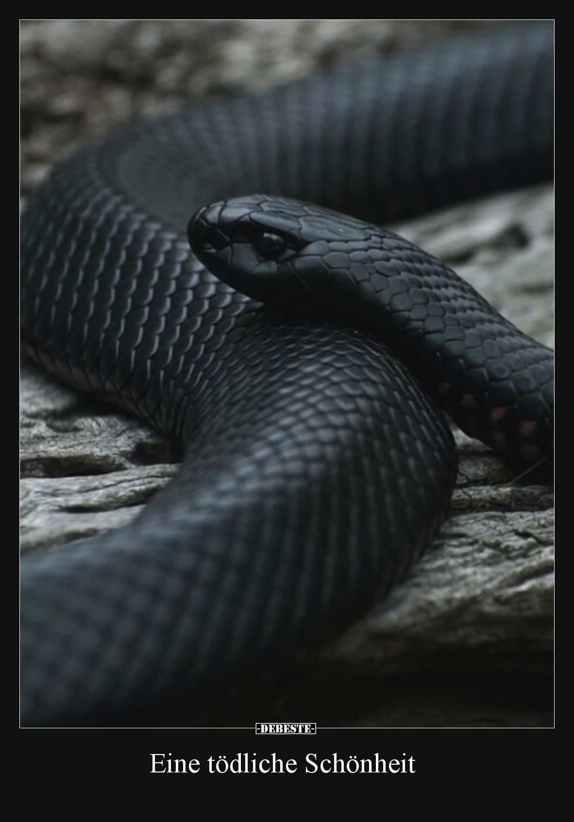 Eine tödliche Schönheit