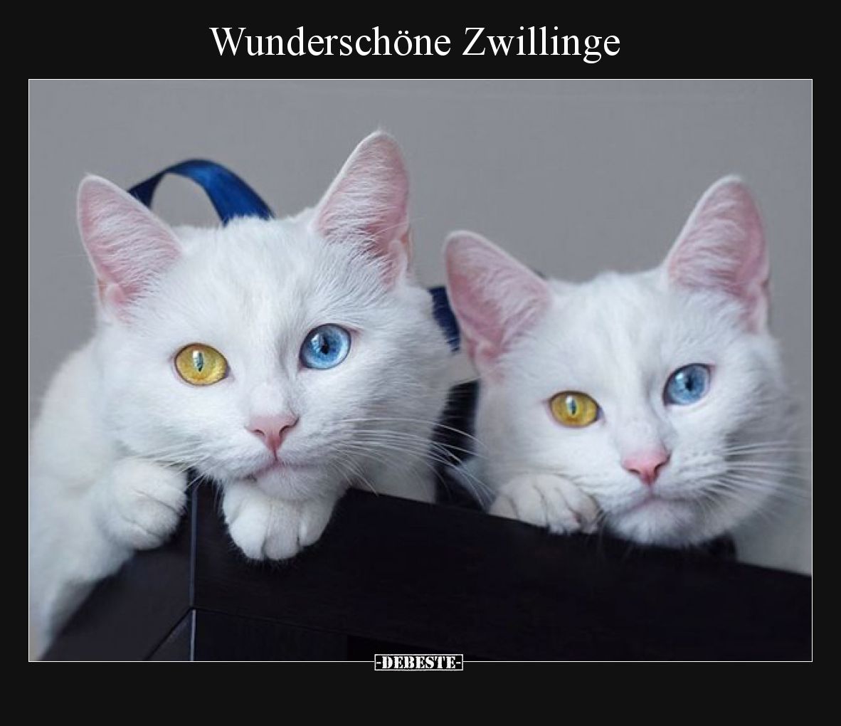 Wunderschöne Zwillinge
