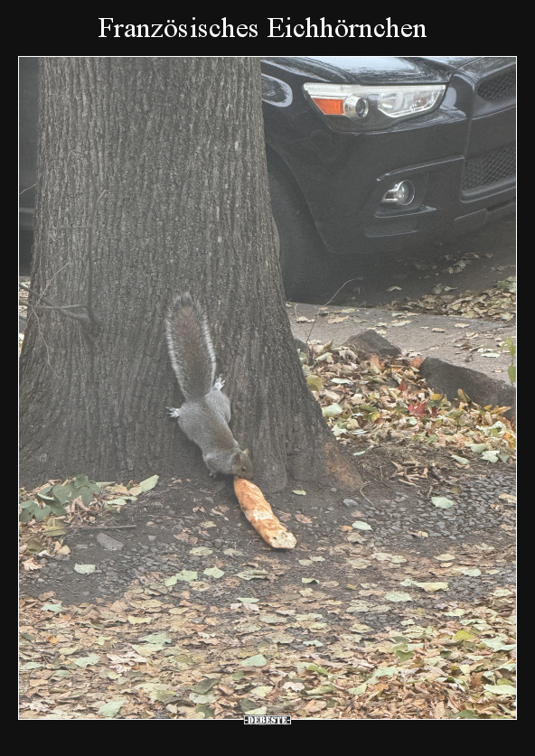 Französisches Eichhörnchen.. - Lustige Bilder | DEBESTE.de