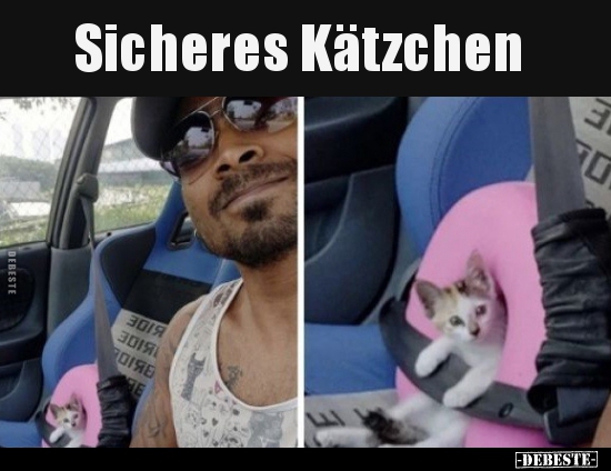 Sicheres Kätzchen.. - Lustige Bilder | DEBESTE.de