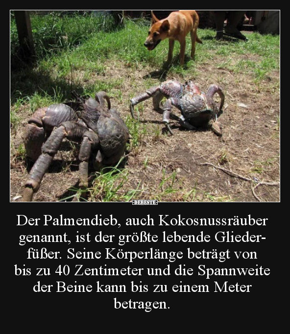 Der Palmendieb, auch Kokosnussräuber genannt, ist der.. - Lustige Bilder | DEBESTE.de
