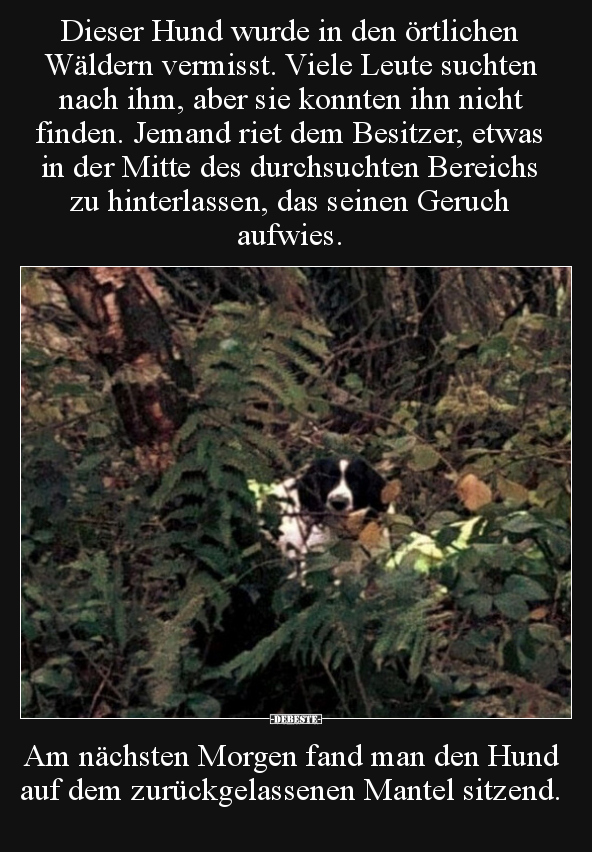 Dieser Hund wurde in den örtlichen Wäldern vermisst... - Lustige Bilder | DEBESTE.de