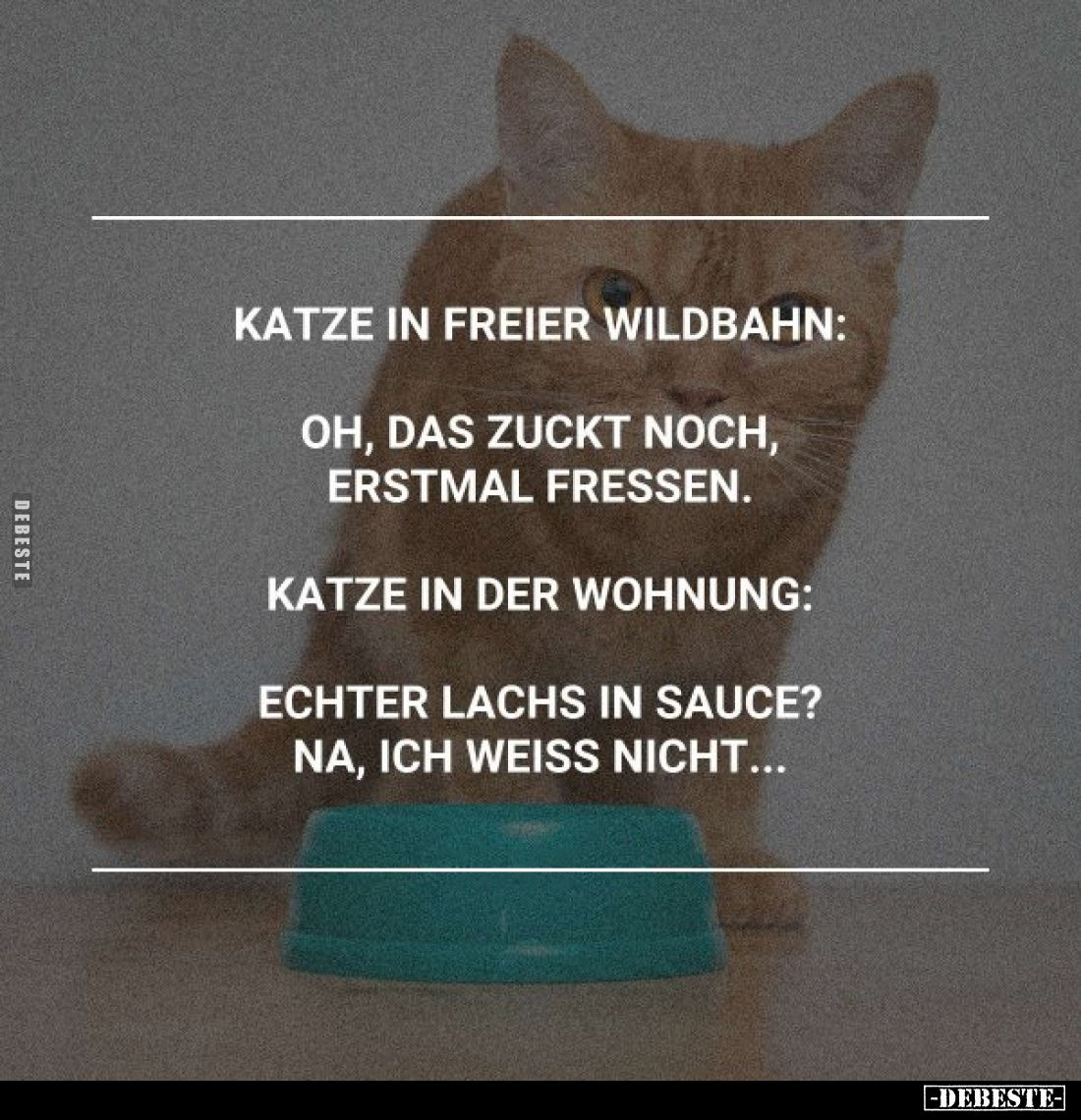 Katze in freier Wildbahn:
Oh, das zuckt noch, erstmal fressen.
Katze in der Wohnung:
Echter Lachs in Sauce? Na, ich weiss ...