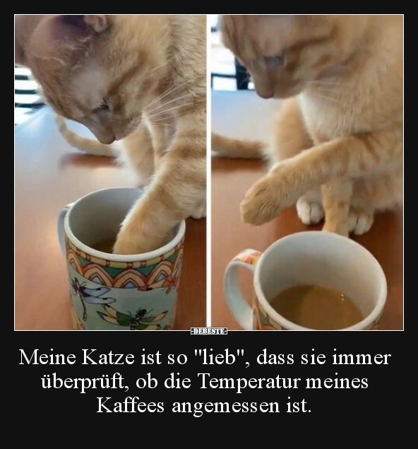 Meine Katze ist so "lieb", dass sie immer überprüft, ob..